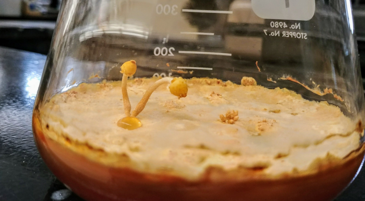 Fruiting Bodies of Pholiota aurivella growing in erlenmeyer 